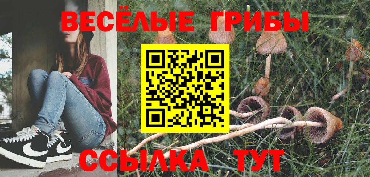 Псилоцибиновые грибы Psilocybine cubensis  Апатиты 